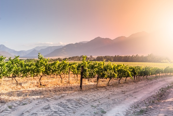 Weite, sanfte Hügel mit Weinreben im Vordergrund. Ein ruhiger Teich und eine Straße verlaufen durch die Landschaft, die in warmen Farbtönen des Sonnenuntergangs beleuchtet ist.