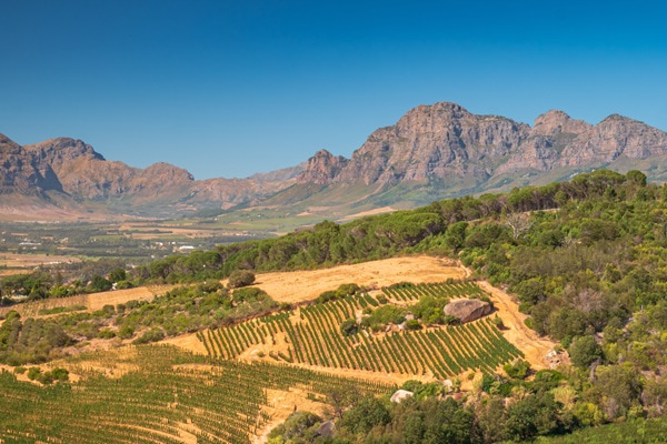 Weinreben erstrecken sich entlang eines schmalen Weges, während sie sanfte Hügel und Berge in der Ferne umgeben. Das grüne Tal zeigt eine ruhige, ländliche Landschaft.