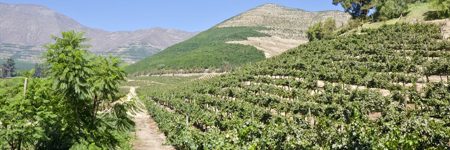 Chile – das längste Weinbauland der Welt