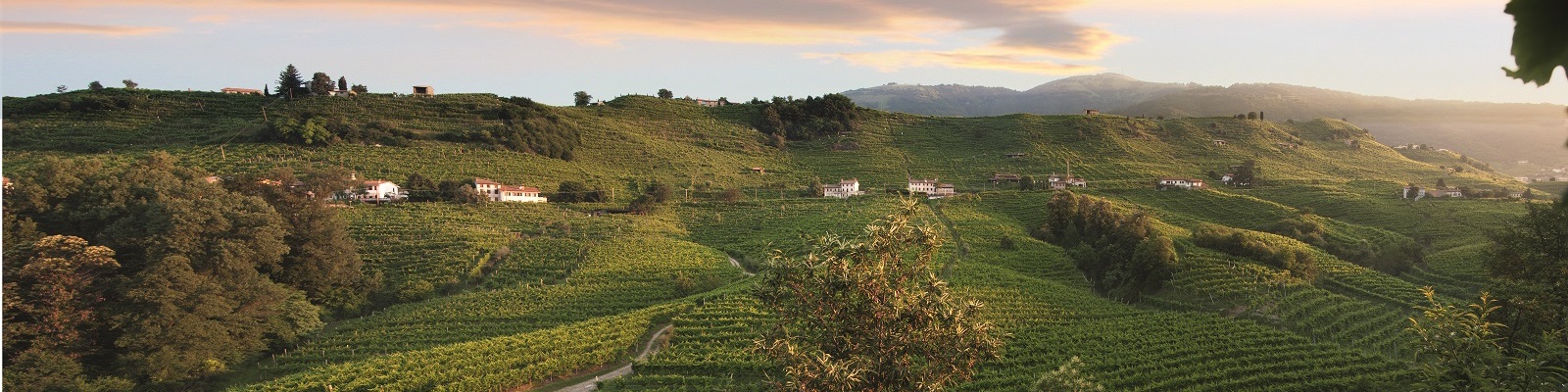 Weinberge für Prosecco