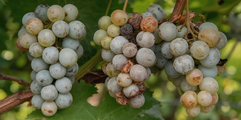 Zwei Traubenstränge hängen an einer Weinrebe. Die Beeren sind unterschiedlich gefärbt, einige sind grünlich und andere bräunlich oder beschädigt. Die Blätter und der Hintergrund sind grün.