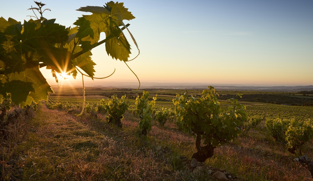 Ein Weinberg mit üppigem Grün breitet sich im Vordergrund aus. Sonnenstrahlen scheinen durch die Blätter, während der Sonnenuntergang den Himmel in sanften Farben färbt. Die Landschaft erstreckt sich bis zum Horizont.