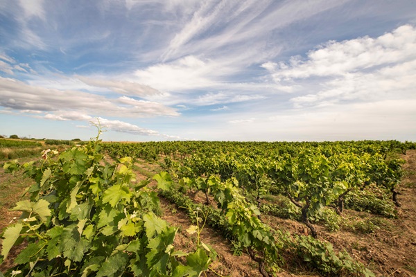 Weinreben wachsen in geordneter Anordnung auf einem Feld. Der Himmel ist blau mit einigen Wolken, während die Landschaft weitläufig und grün ist.