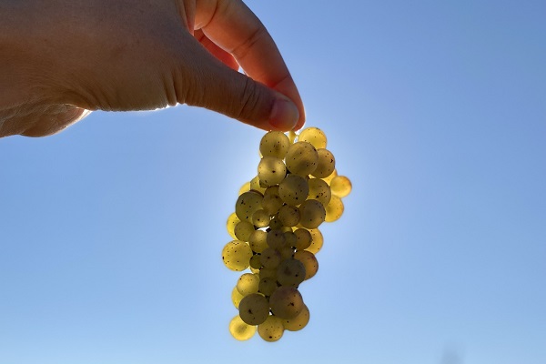 Riesling_600