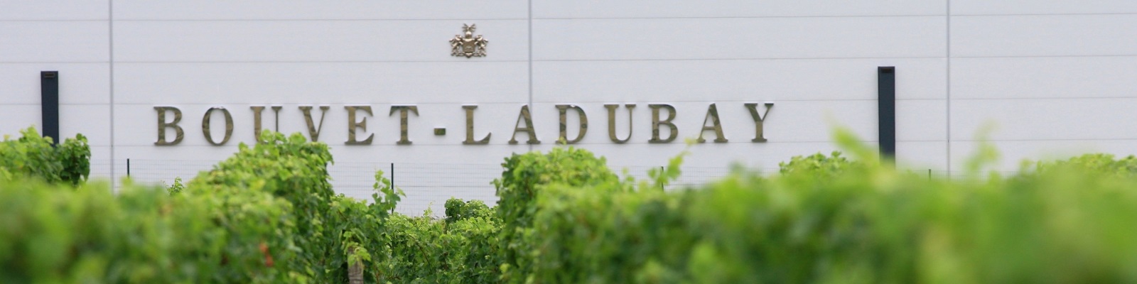Ein Weinberg mit Traubenreben im Vordergrund, im Hintergrund eine große Wand mit der Aufschrift -BOUVEET-LADUBAY- in goldenen Buchstaben und einem Wappen darüber.