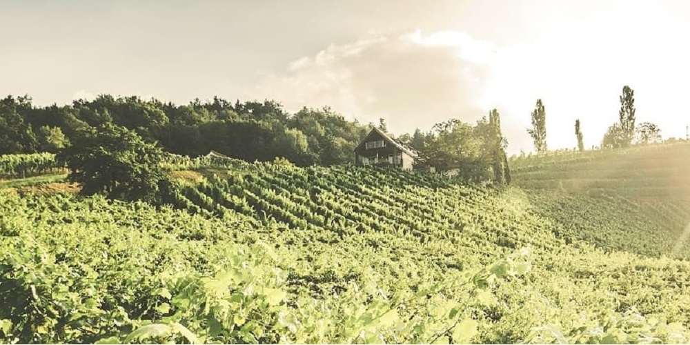 Weinreise durch Österreich