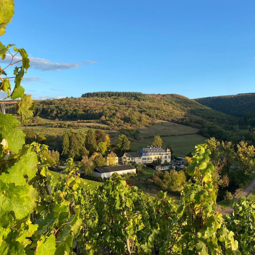Weinreben stehen im Vordergrund, während der Blick auf ein malerisches Anwesen und sanfte Hügel im Hintergrund fällt. Der Himmel ist klar und blau, die Landschaft hat herbstliche Farben.
