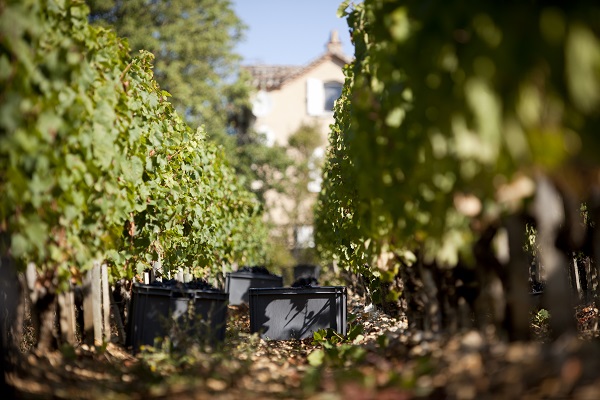 Reihen von Weinreben stehen in einem Weinberg. Schwarze Erntekisten liegen zwischen den Reben. Im Hintergrund ist ein helles Gebäude und ein blauer Himmel sichtbar.