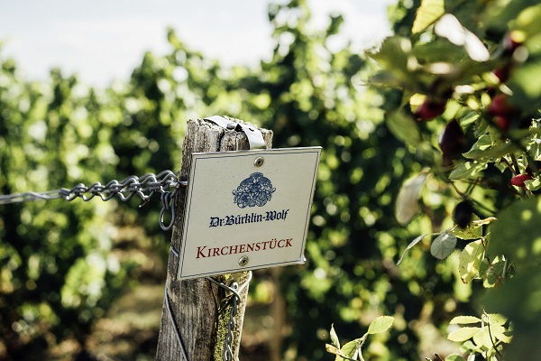 Buerklin-Wolf_Kirchenstck Ein Holzpfosten mit einem Schild, das den Namen -Dr. Bürklin-Wolf- und -Kirchenstück- zeigt. Im Hintergrund sind Weinreben in einem sonnigen Weinberg zu sehen.