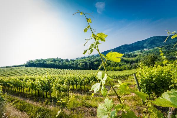 Ein Weinstock mit frischen, grünen Blättern wächst im Vordergrund. Im Hintergrund erstrecken sich gleichmäßige Weinreben in einer sonnigen Landschaft unter blauem Himmel und sanften Hügeln.