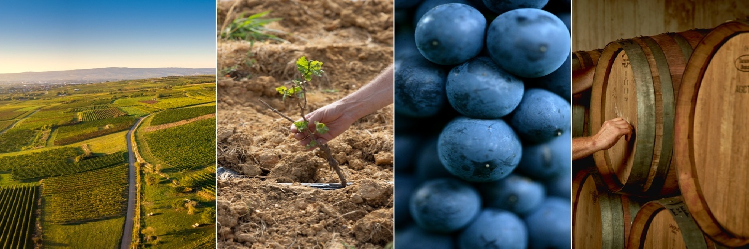 Ein weites Weinbaugebiet wird von oben gezeigt, gefolgt von einer Hand, die einen Weinstock in die Erde pflanzt. Es gibt Nahaufnahmen von blauen Trauben und einem Fasslager, wo Fässer gepflegt werden.