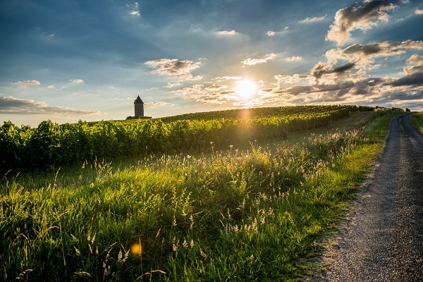 Ein Weg verläuft durch ein weites Weinfeld. Im Hintergrund steht ein Turm, während die Sonne hinter den Wolken untergeht und goldenes Licht auf die Landschaft wirft.