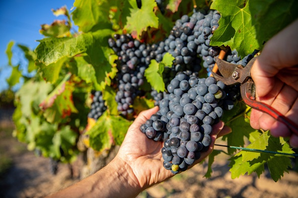 Ein Mann schneidet mit einer Schere Trauben von einem Rebstock ab. Die Umgebung ist eine Weinberglandschaft mit grünen Blättern und weichem Licht.