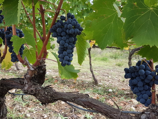 Dunkle Trauben hängen in einem Weinberg an einem Rebstock. Sie sind in Traubenform gruppiert, umgeben von grünen Blättern und einem schlichten, bepflanzten Hintergrund.