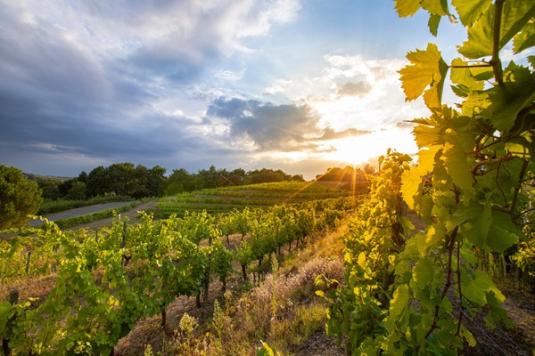 Grüne Weinberge erstrecken sich sanft über Hügel, während ein Weg durch die Landschaft führt. Der Himmel ist blau mit einigen Wolken, und die Vegetation ist üppig.