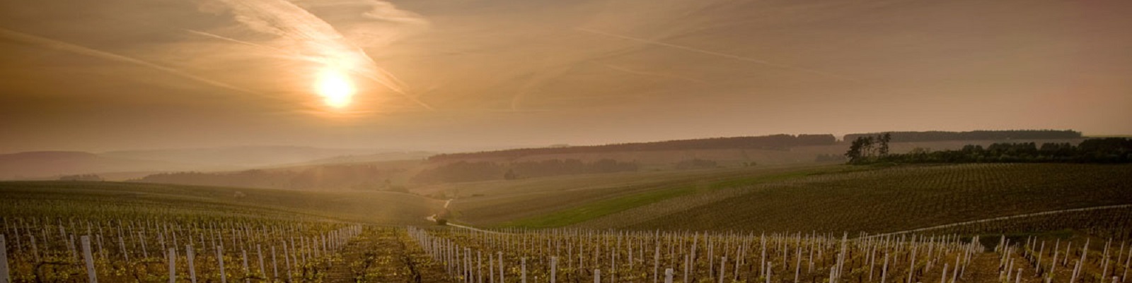 Régnard Ein Weinfeld mit Reihen von Weinreben erstreckt sich in der Landschaft. Die Sonne geht am Horizont auf und schafft eine sanfte, diffuse Beleuchtung im Dunst des Morgens.