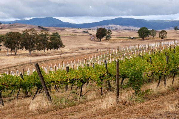 Weinreben erstrecken sich über sanfte Hügel, während ein modernes Gebäude am Fuße der Weinberge steht. Der Sonnenaufgang taucht die Landschaft in goldenes Licht und schafft eine malerische Atmosphäre.