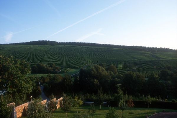 Ein Weinberg erstreckt sich über sanfte Hügel, umgeben von Bäumen und Sträuchern. Der Himmel ist klar und das Licht des Sonnenuntergangs betont die grünen Reben auf den Hängen.