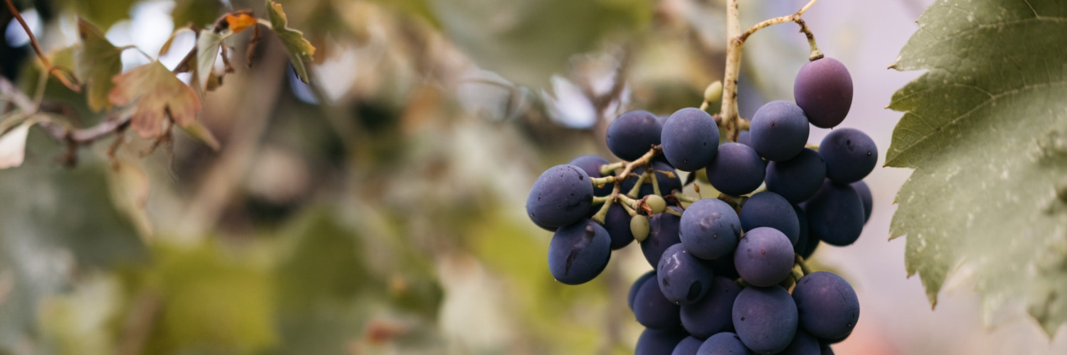 Kulinarisch gestaltete Hände halten Trauben, die über einen Berg von weiteren Trauben verteilt sind. Die Szene zeigt die Ernte oder Verarbeitung von frischen, dunklen Trauben.