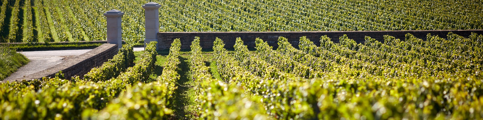 Joseph Drouhin Weinreben wachsen in sanften Reihen auf einem Hügel. Ein gepflasterter Weg führt durch die Landschaft, flankiert von hohen Säulen und einer Steinmauer im Hintergrund. Die Sonne scheint.