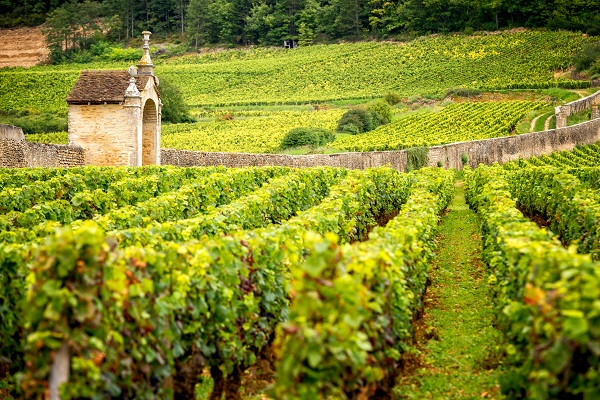 Weinreben erstrecken sich über sanfte Hügel, während eine kleine, steinerne Kapelle am Rand des Weinbergs steht. Im Hintergrund sind grüne Felder und Bäume sichtbar, die die Landschaft umgeben.