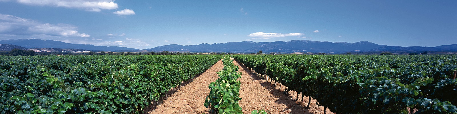Perelada Weinreben erstrecken sich in gleichmäßigen Reihen über ein trockenes Feld. Im Hintergrund erheben sich sanfte Berge unter einem klaren, blauen Himmel mit vereinzelten Wolken.