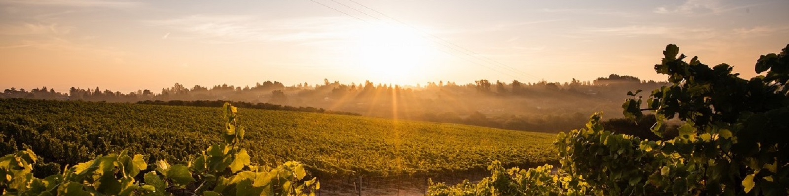 Merry Edwards Winery Ein Weinberg breitet sich in der Landschaft aus, während die Sonne am Horizont aufgeht. Das Licht strahlt durch die Pflanzen und schafft eine warme, goldene Atmosphäre.