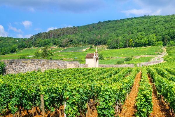 Weinreben sind in Reihen angepflanzt und wachsen üppig im Vordergrund. Im Hintergrund erhebt sich ein bewaldeter Hügel, während ein kleiner Steinhof sichtbar ist. Der Himmel ist blau mit einigen Wolken.