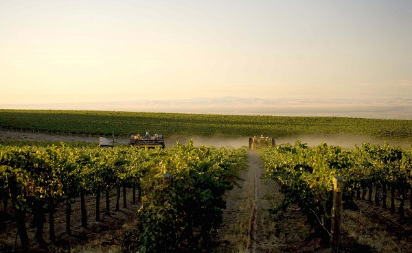 Weinreben erstrecken sich weit über das Feld. Arbeiter ernten Trauben, während der Sonnenaufgang eine goldene Atmosphäre schafft. Berge sind in der Ferne sichtbar, umgeben von Morgennebel.