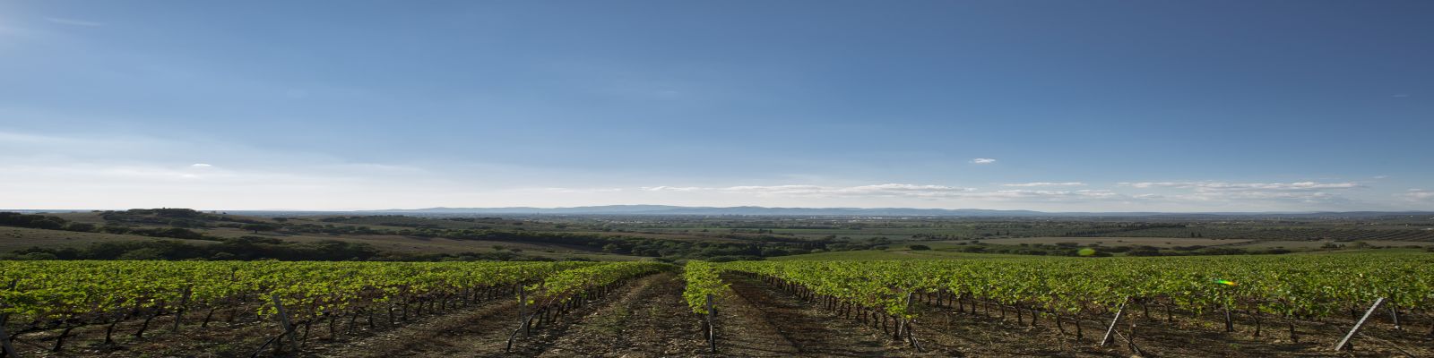 Rocca delle Macìe Weinberge erstrecken sich in mehreren Reihen über das landwirtschaftliche Gelände. Im Hintergrund befinden sich sanfte Hügel und ein klarer blauer Himmel mit wenigen Wolken.