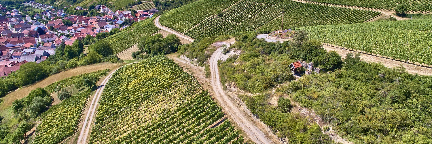Rudolf May Ein weites Landschaftsbild zeigt Weinberge, die sanft an einem Hang angeordnet sind. Im Hintergrund befinden sich Häuser eines Dorfes. Ein schmaler Weg schlängelt sich zwischen den Weinreben.