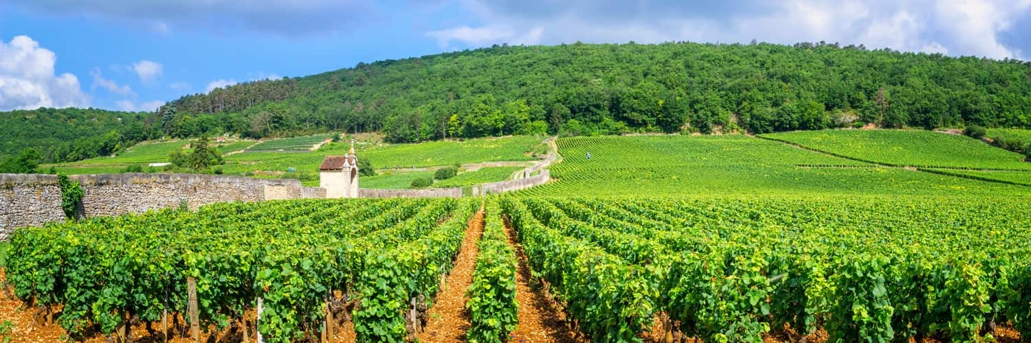 Ein Pferd zieht einen Wagen durch einen Weinberg, während eine Person im Hintergrund zwischen den Weinreben arbeitet. Die Umgebung ist grün und von Bäumen umgeben, bei klarem Himmel.