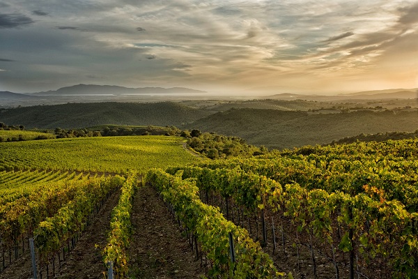 Weinreben erstrecken sich in Reihen über sanfte Hügel, während die Sonne am Horizont untergeht und einen goldenen Schein auf die Landschaft wirft, umgeben von einem weitläufigen Tal.