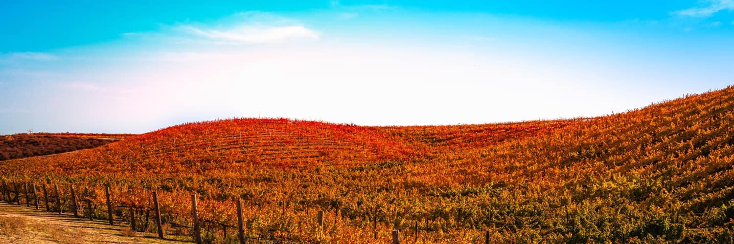 Weinreben erstrecken sich auf sanften Hügeln, in Reihen angeordnet, während die Sonne am Horizont für warmes Licht sorgt und die Landschaft in sanften Gelb- und Orangetönen erleuchtet.