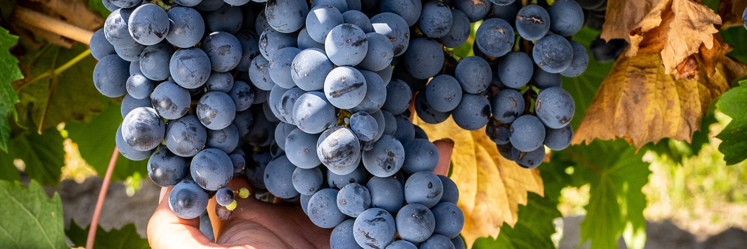 Saftige, dunkle Trauben werden von einer Hand gehalten, während sie an einer Weinrebe in einem sonnigen, grünen Umfeld hängen. Einige Blätter sind ebenfalls sichtbar.
