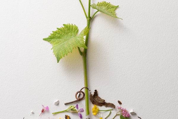26.08._Roederer_600 26.08._Roederer_600