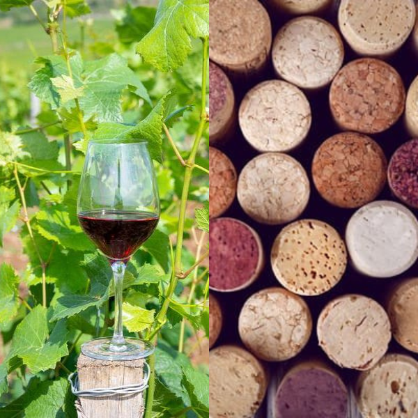 Ein Weinglas mit Rotwein steht auf einem Holzpfosten, umgeben von grünen Weinblättern. Rechts sind viele Korken in verschiedenen Farben und Texturen, ordentlich angeordnet.