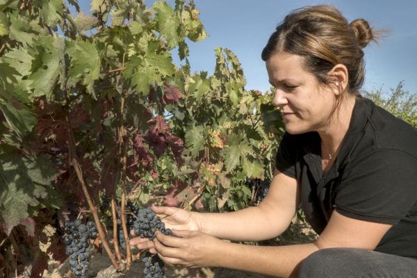 Eine Frau kneift sich in einem Weinberg Trauben ab, während sie sich konzentriert um die Pflanzen kümmert. Die Umgebung zeigt grüne Blätter und eine klare, sonnige Himmel.