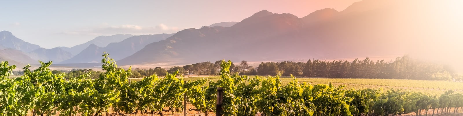 Südafrika Weinberge