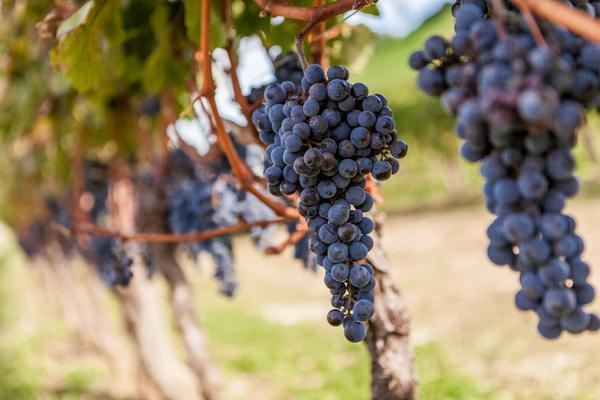 Rote Trauben im Weinberg