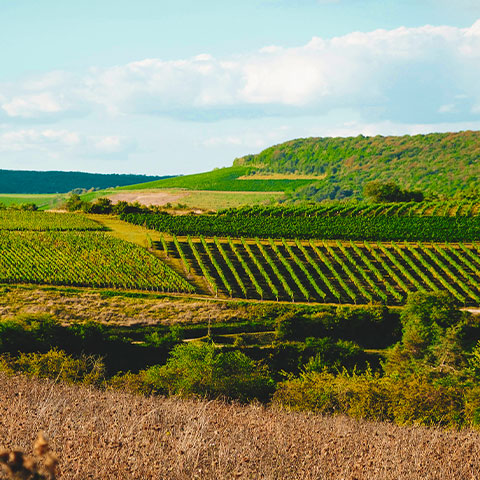 Weinberge erstrecken sich sanft über Hügel. Reben wachsen in Reihen und bieten eine grüne Landschaft. Im Hintergrund sind bewaldete Hügel und ein klarer Himmel zu sehen.