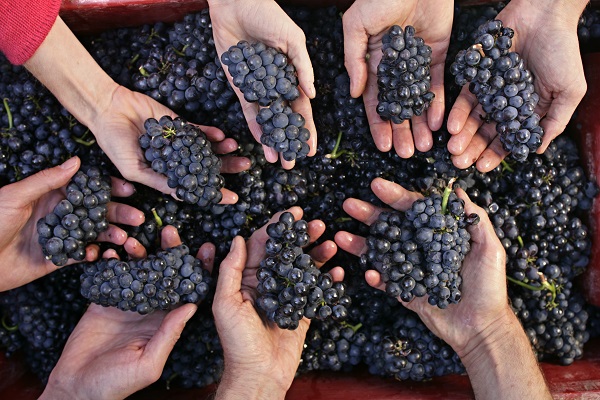 Pinot_Drouhin