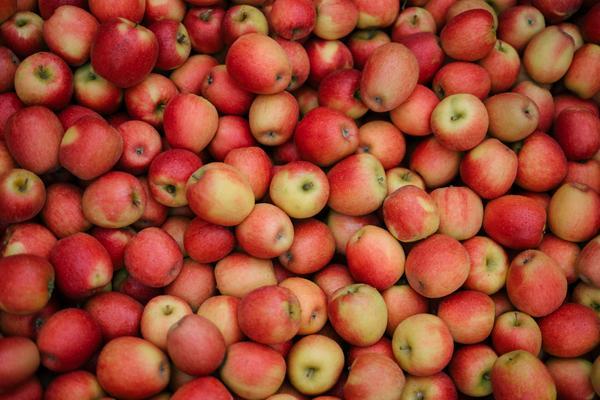 Runde Äpfel in verschiedenen Rottönen sind dicht gepackt und bilden eine leuchtende, farbenfrohe Ansammlung, die eine fruchtige Ernte darstellt.