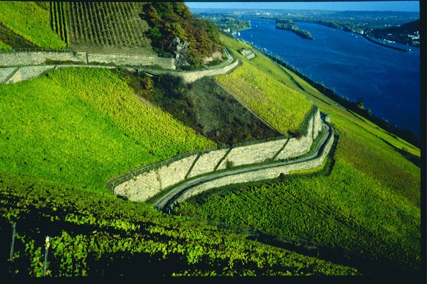 Ein kurvenreicher Weg erstreckt sich durch grüne Weinberge an einem steilen Hang, während der Fluss im Hintergrund friedlich fließt. Die Landschaft zeigt eine malerische Kombination aus Natur und Anbau.