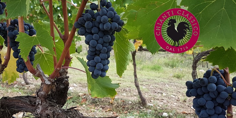 Dunkle Trauben hängen an einem Weinberg mit grünen Blättern. Im Hintergrund sind weitere Reben sichtbar. Ein runder, roter Aufkleber mit einem Huhn und dem Text -Chianti Classico Dal 1716- ist im Bild.