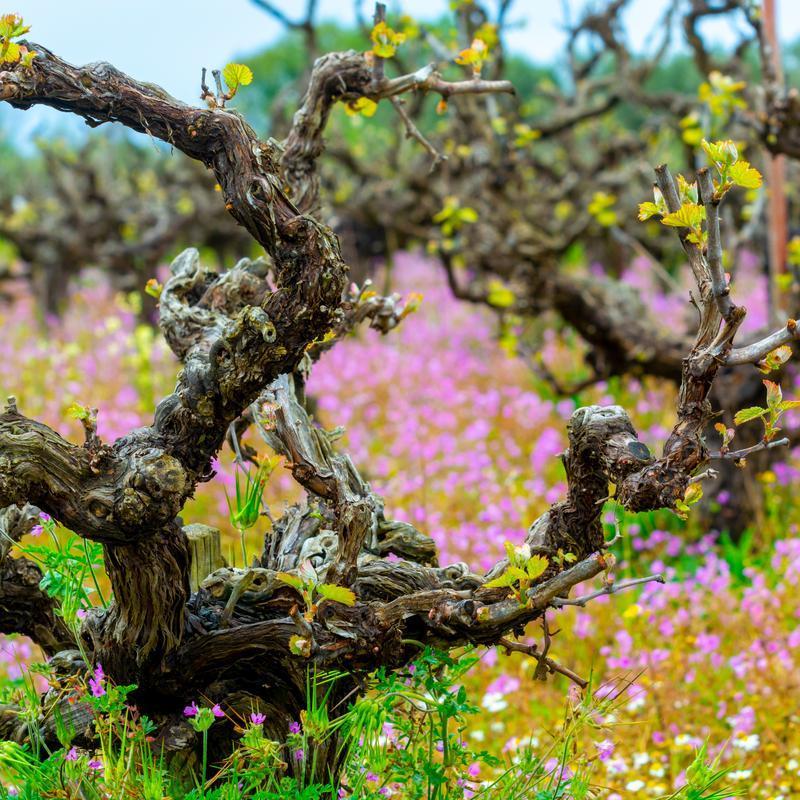 Verzweigte Weinreben mit frischen, grünen Blättern wachsen im Vordergrund, umgeben von einem bunten Blumenfeld aus pinken und weißen Blüten. Im Hintergrund sind weitere Weinreben zu sehen.