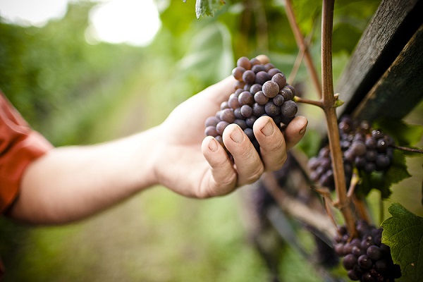 Eine Hand greift nach einer Traube, die an einem Rebstock hängt. Im Hintergrund erstreckt sich ein Weinberg mit Reihen von Weinreben unter natürlichem Licht.