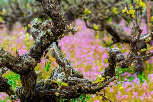 Verzogene Weinstöcke mit frischem Grün wachsen in einem Feld voller lila Blumen. Die Umgebung wirkt lebhaft und farbenfroh, mit einer harmonischen Verbindung von Pflanzen und blühender Landschaft.