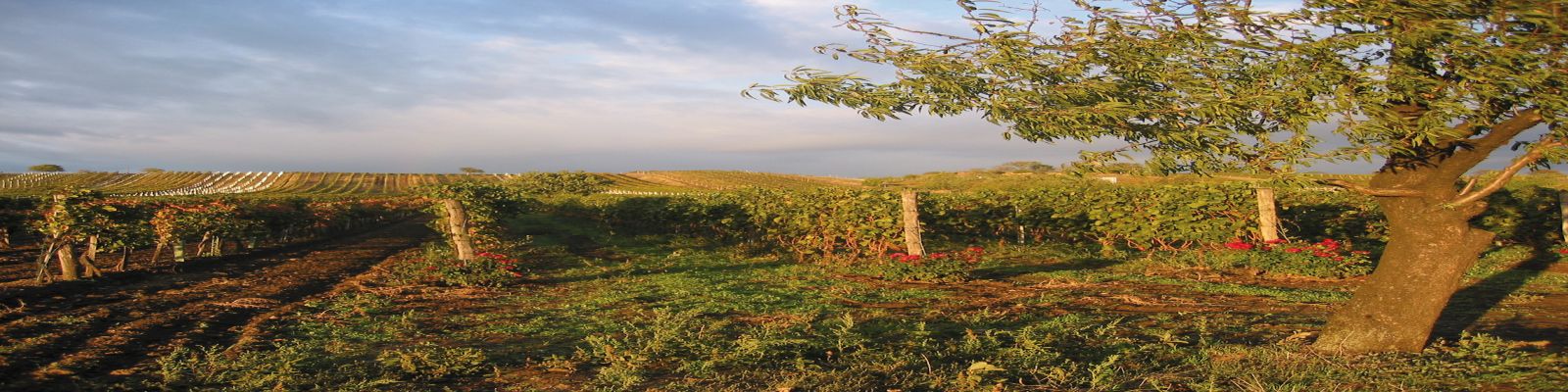 Paul Achs Weinreben erstrecken sich über sanfte Hügel, während ein Baum in der Nähe steht. Sonnenlicht beleuchtet die Szene unter einem bewölkten Himmel, in einem malerischen, ländlichen Umfeld.