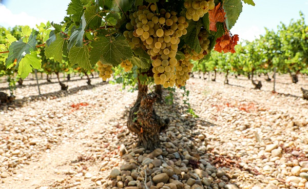 Weintrauben hängen an einem Weinstock, umgeben von Reihen weiterer Weinreben. Der Boden besteht aus kleinen Steinen. Heller Himmel und Sonnenschein sind im Hintergrund sichtbar.
